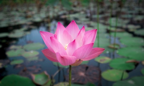 洋槐花做菜的做法大全家庭版-洋槐花吃法网洋槐花的做法大全家常菜知识网站,分享洋槐花的做法大全家常菜大全