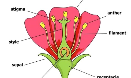 洋槐花做菜的做法大全家庭版-洋槐花吃法网洋槐花的做法大全家常菜知识网站,分享洋槐花的做法大全家常菜大全